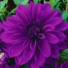 violetdahlia